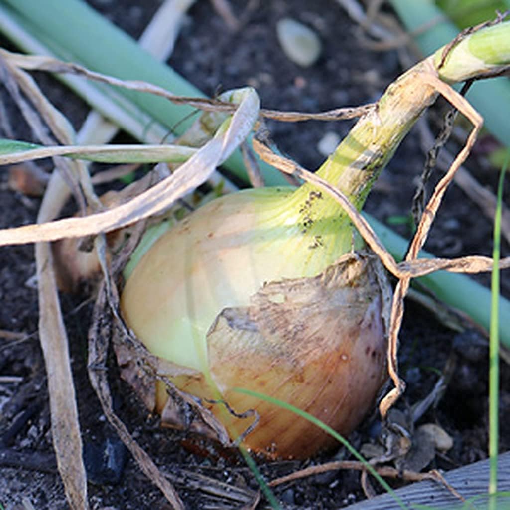 Walla Walla Sweet Onion Seeds up to 50%