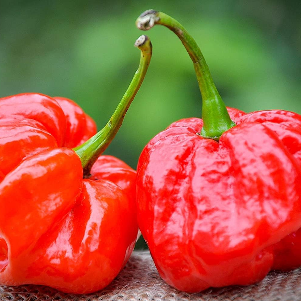 MOA Red Scotch Bonnet Hot Pepper Seeds– up to 50%