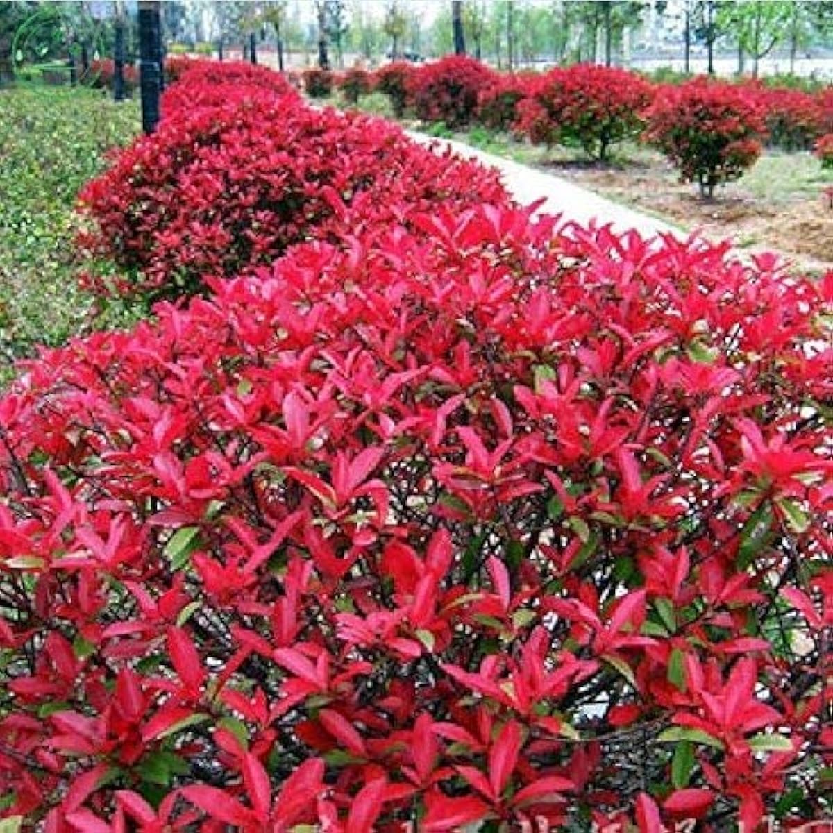 Red Tip Photinia Seeds up to 50%
