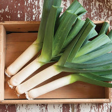 American Flag Leek Seeds