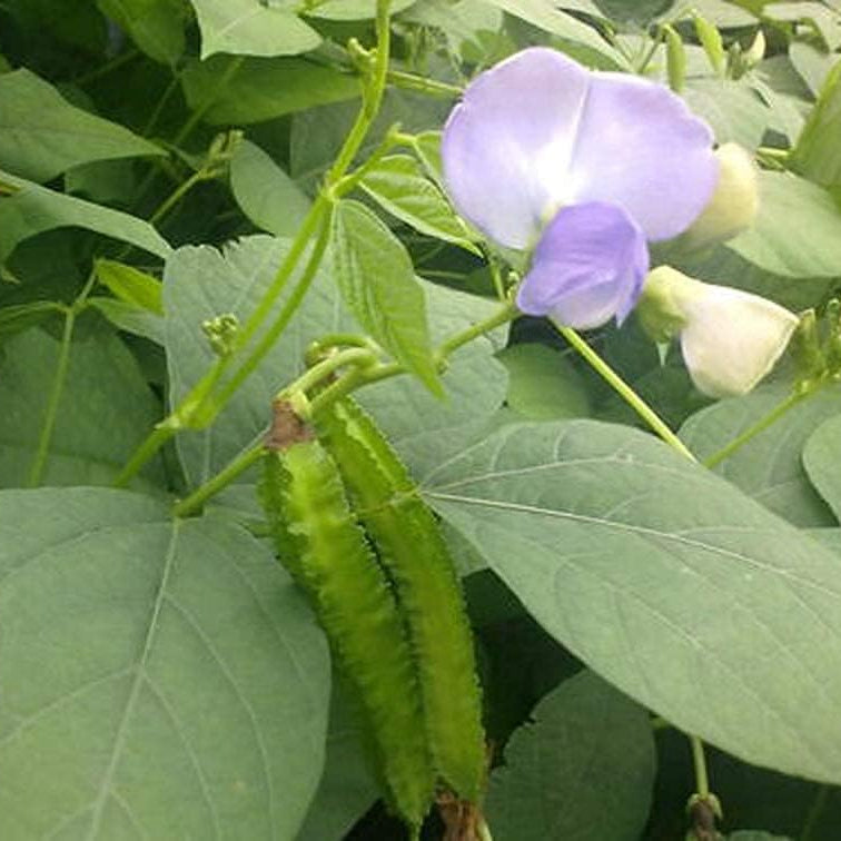 Green Winged Bean Seeds up to 50%