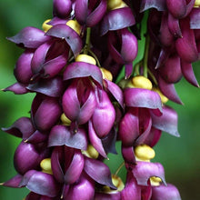 Jade Vine Seeds