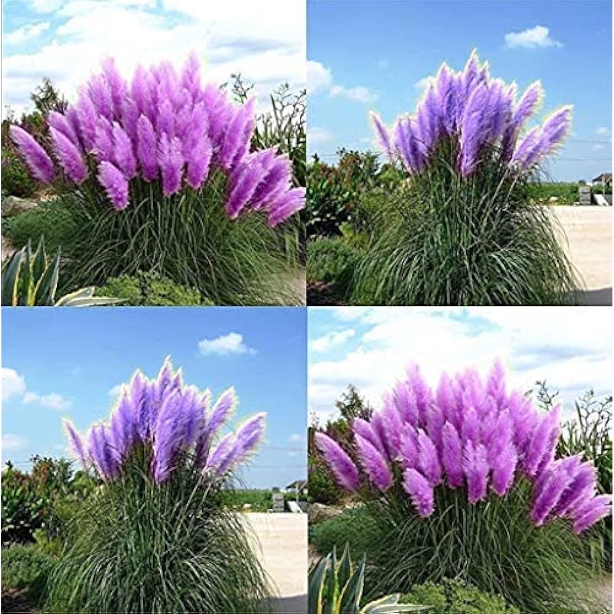Purple Pampas Grass Seeds Up to 50% Off