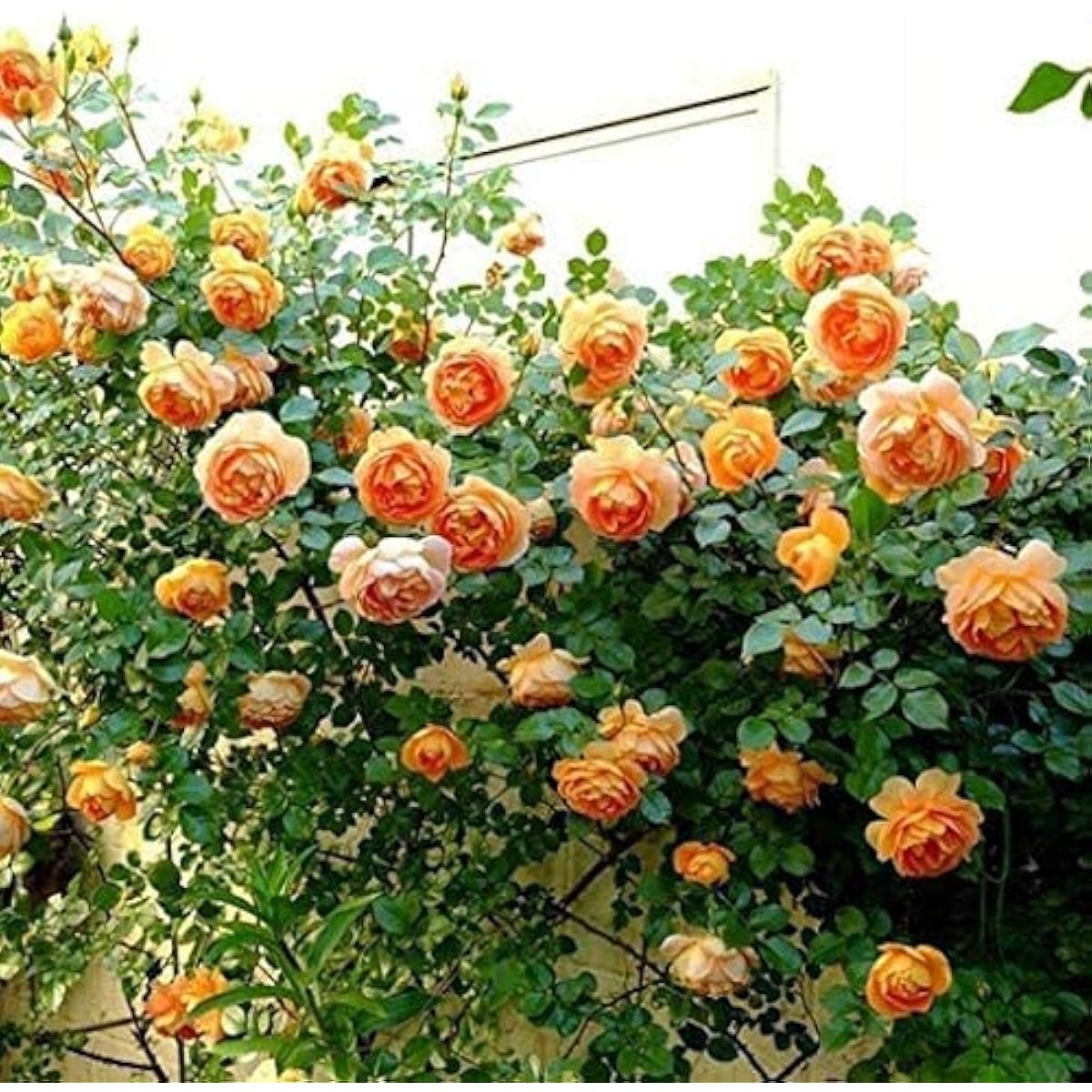 Blue Purple Climbing Rose Seeds up to 50%