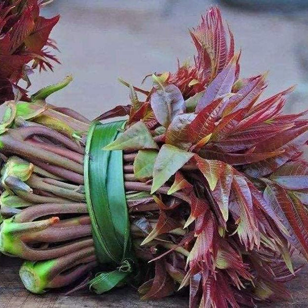 Toona sinensis seeds Up to 50%