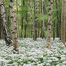Wild Garlic Seeds