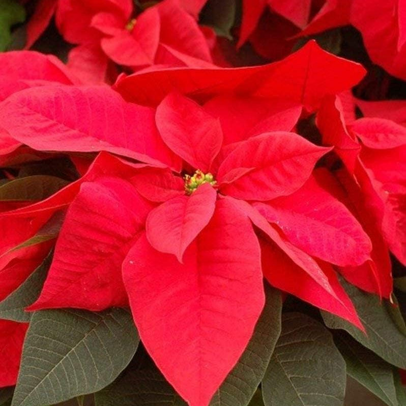 Red Lady Papaya Seeds Up to 50% Off