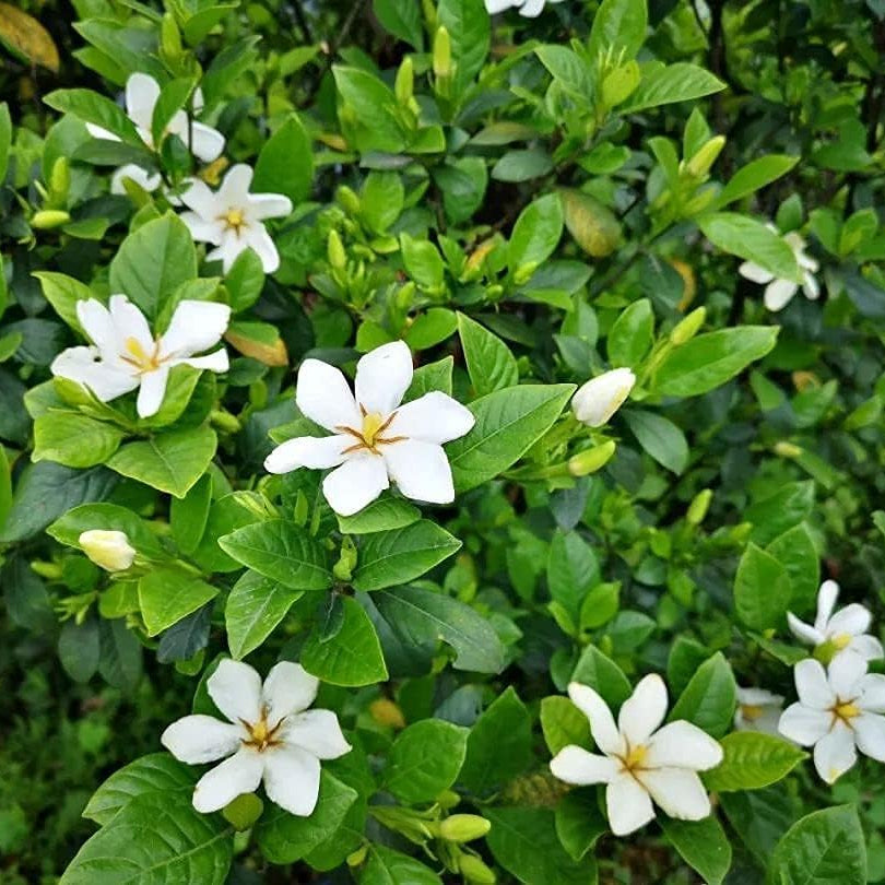 Gardenia Flower Seeds up to 50%