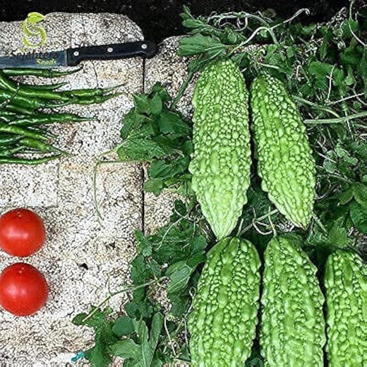 Dark Jade Bitter Melon Seeds