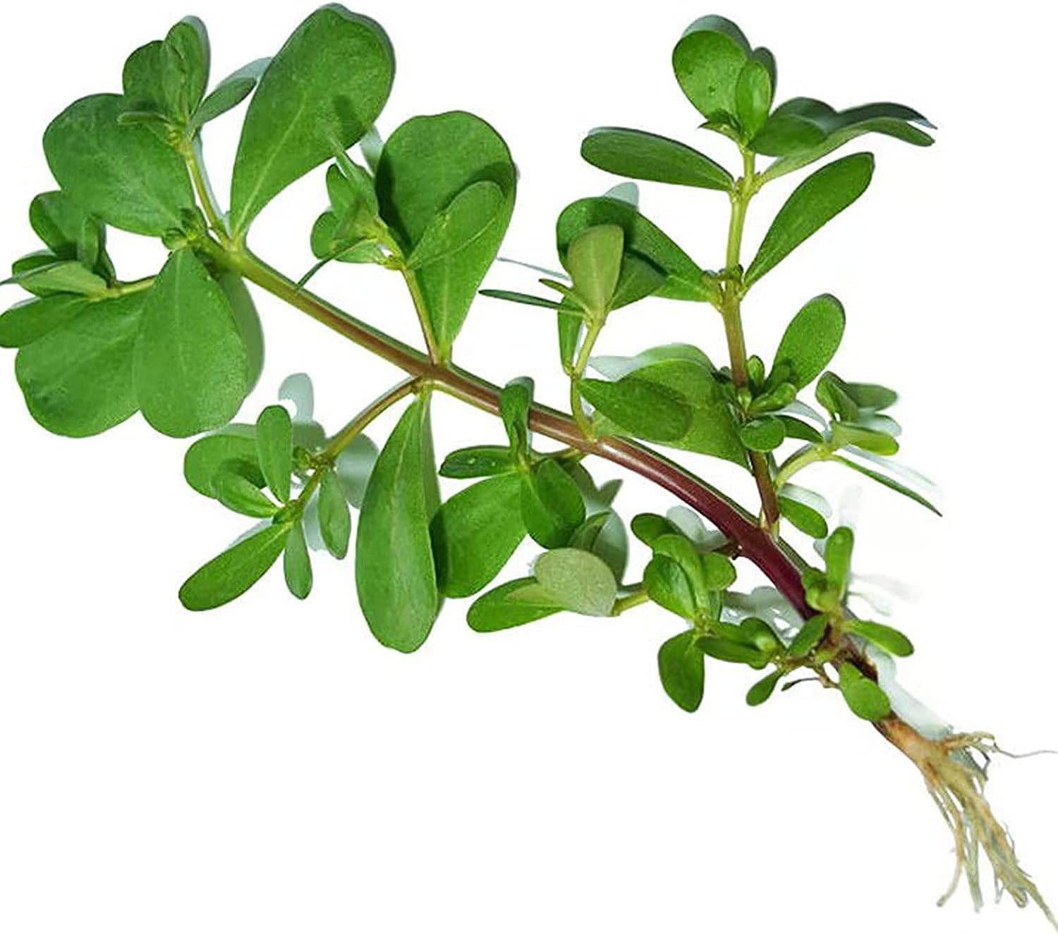 Green Purslane Seeds up to 50%