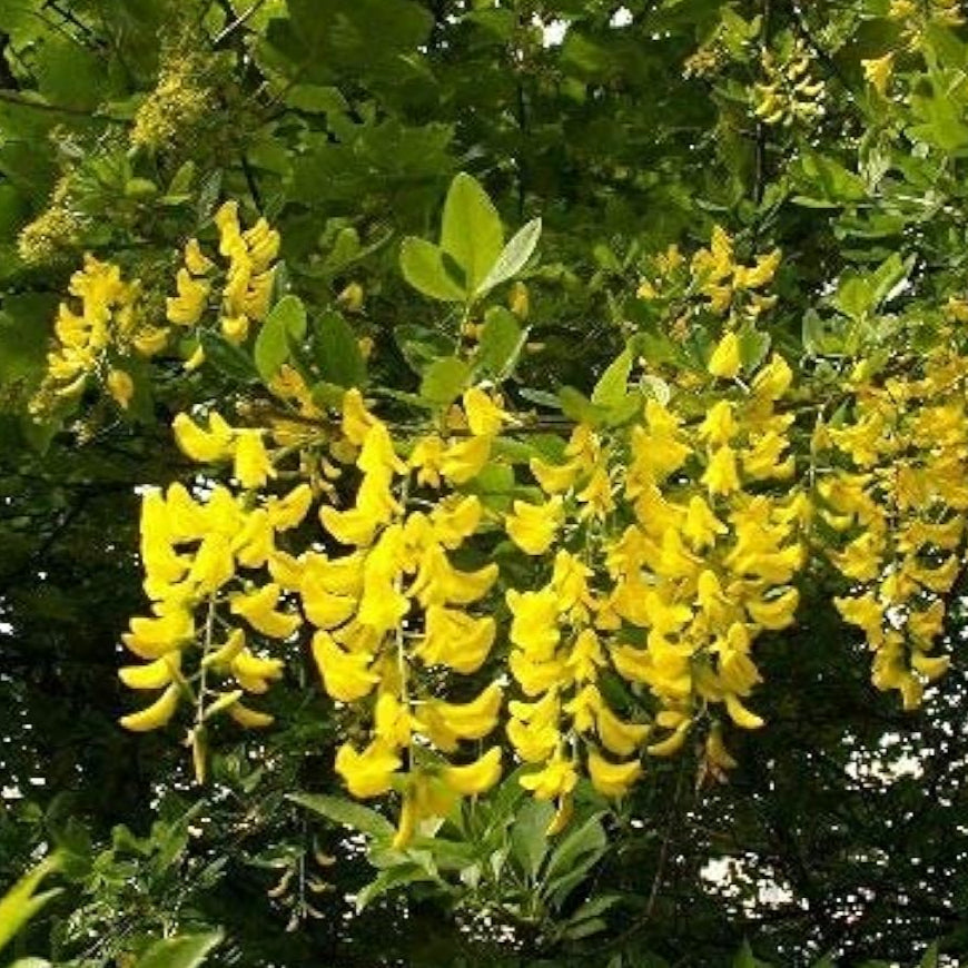 Yellow Laburnum Seeds – up to 50%