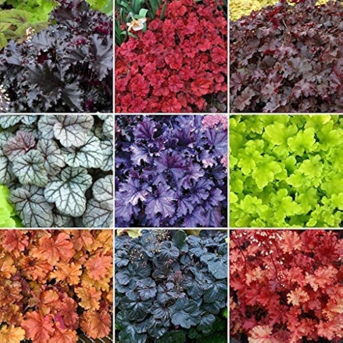 Mixed Heuchera Flower Seeds up to 50%