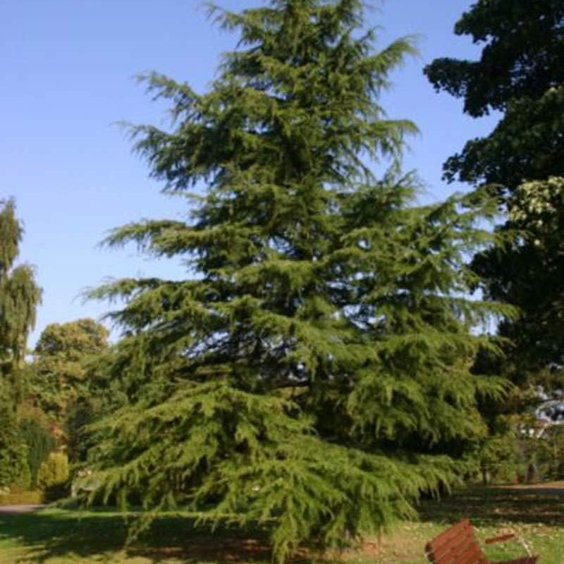 Cedrus deodara seeds  Up to 50%