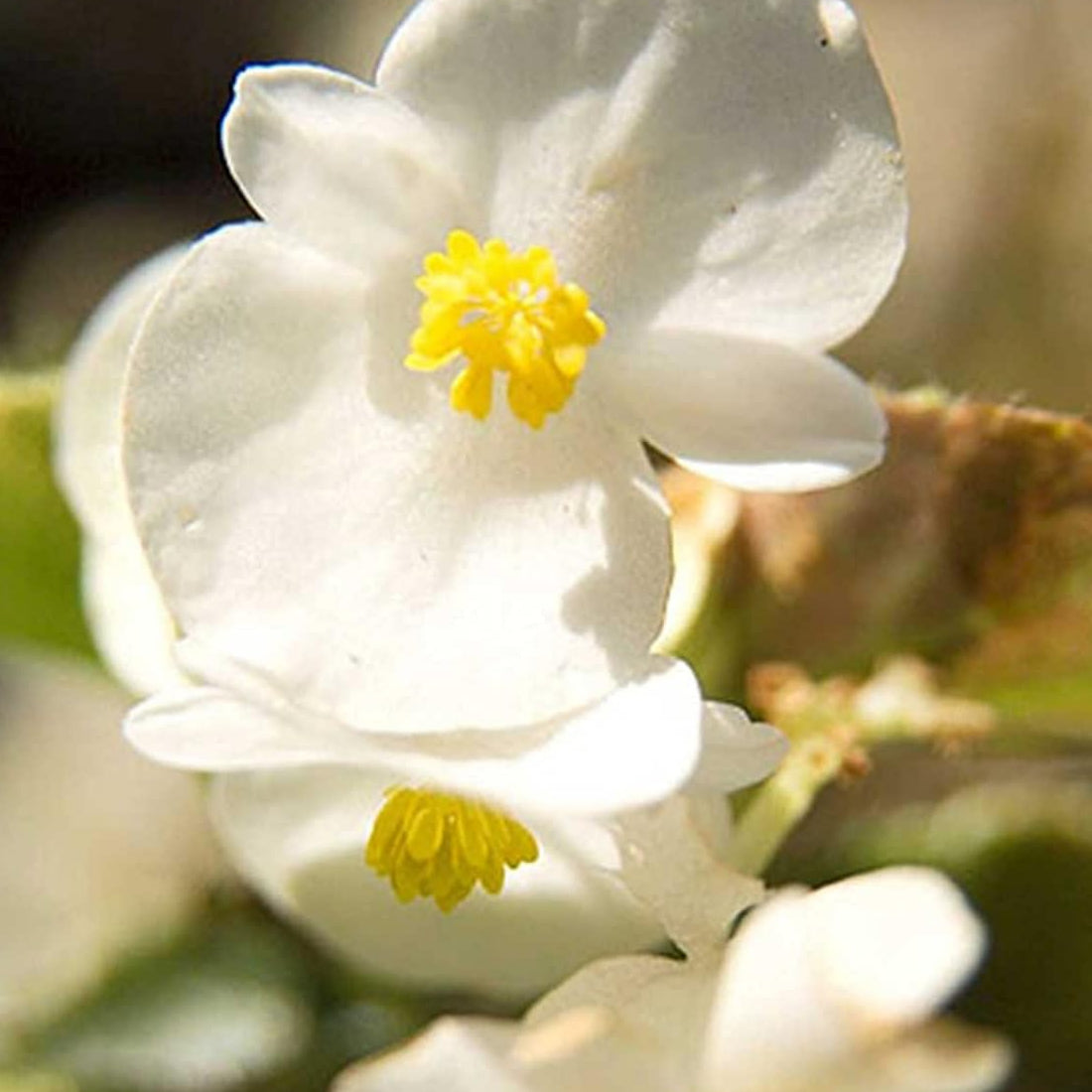Fibrous Begonia Flower Seeds Up to 50% Off