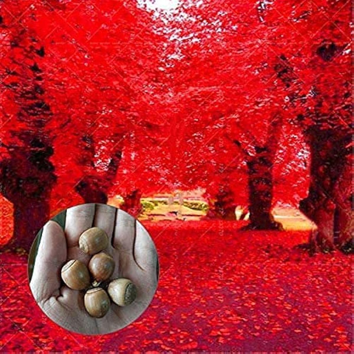 Red Oak Tree Seeds (Quercus rubra) – Hardy, Majestic Shade Tree up to 50%