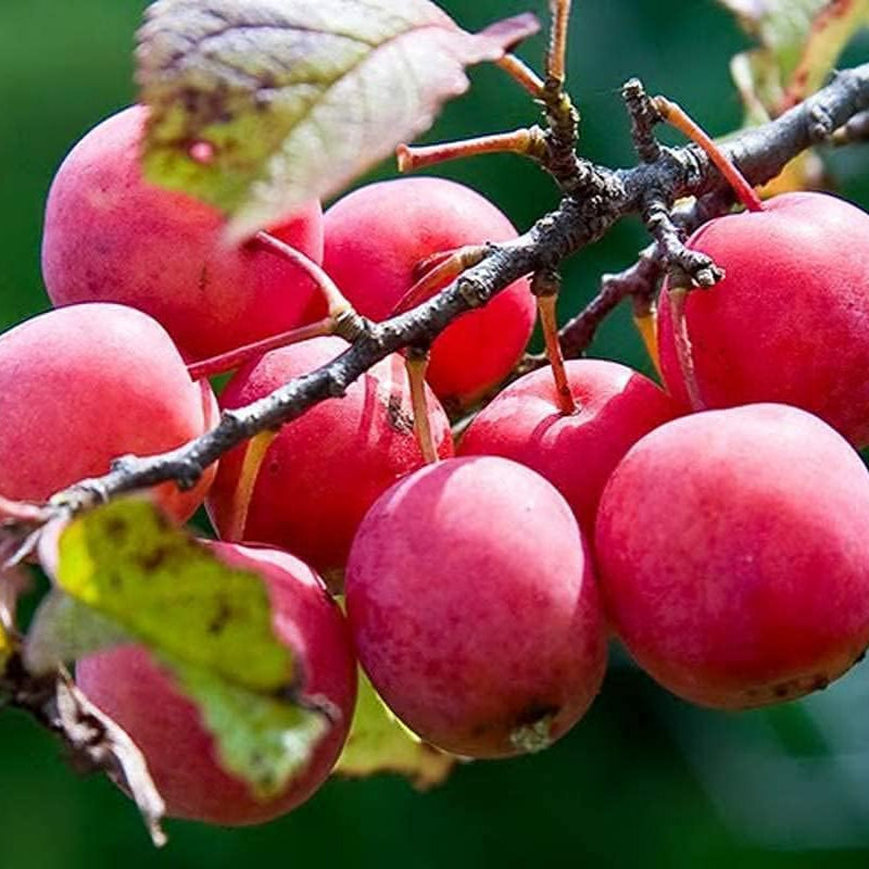American Wild Plum Seeds up to 50%