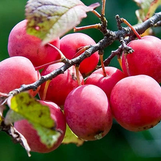 American Wild Plum Seeds