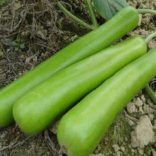 Long Bottle Gourd Seeds