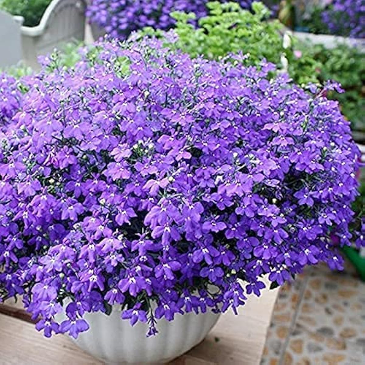 Creeping Thyme Seeds – Up to 50%