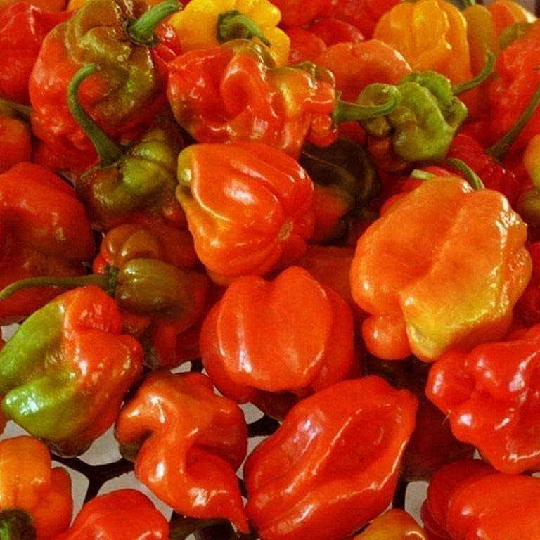 Aji Dulce Red Sweet Venezuelan Pepper Seeds – Heirloom Culinary Pepper – Up to 50%