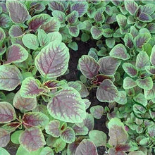 Red Stripe Amaranth Seeds