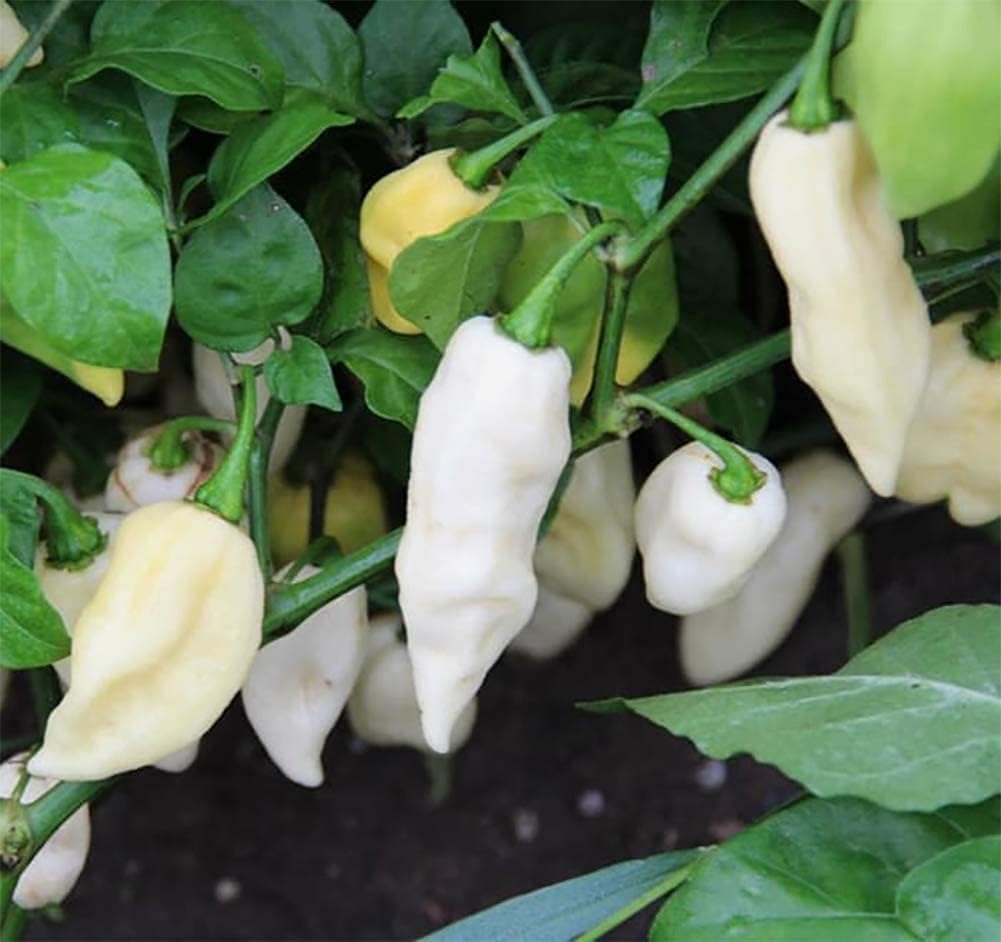 White Ghost Pepper (Bhut Jolokia) Heirloom Seeds – Extremely Hot Chili – Up to 50%