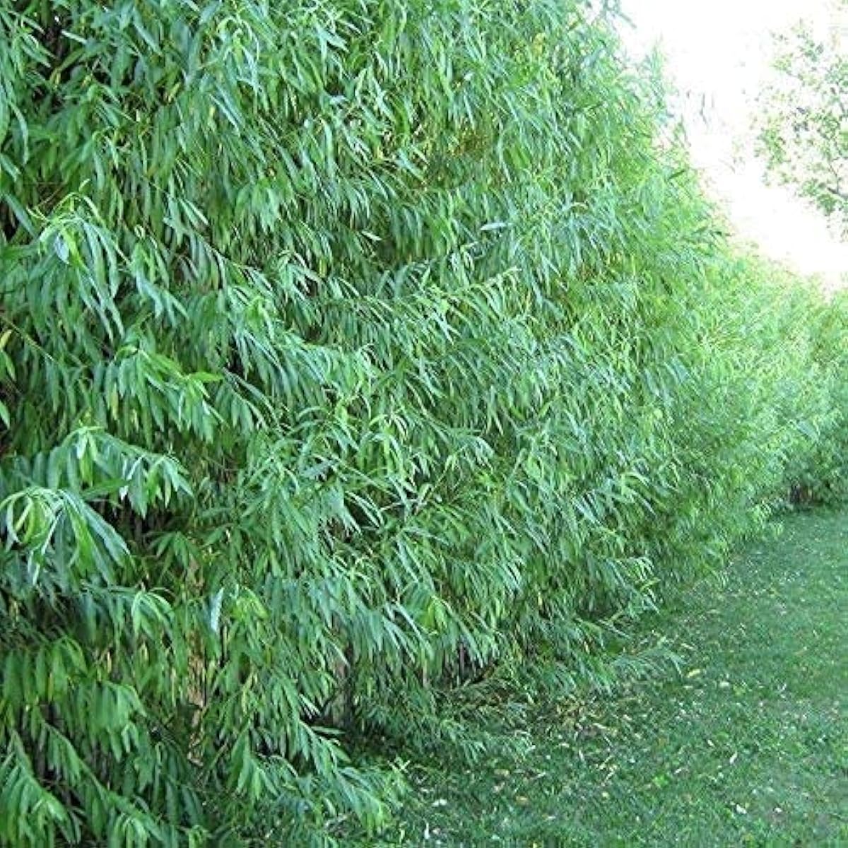 Hybrid Willow Trees seeds up to 50%