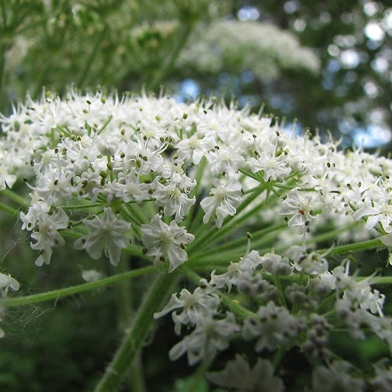 Cow Parsnip Plant Seeds Up to 50% Off