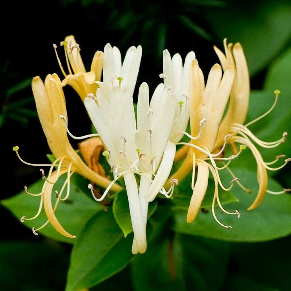 Japanese Honeysuckle seeds up to 50%