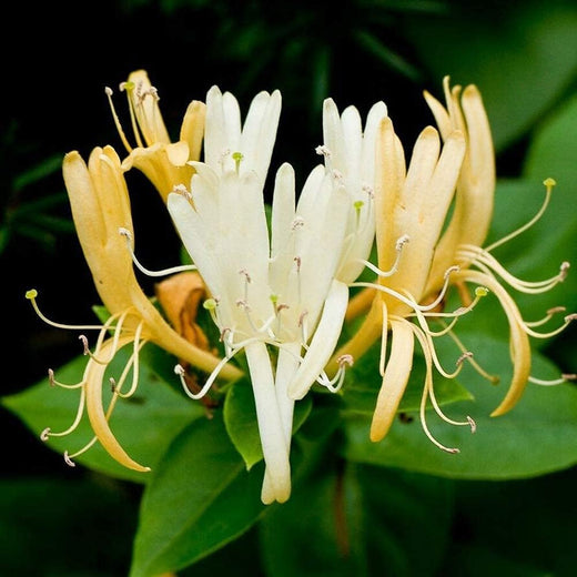 Japanese Honeysuckle Seeds