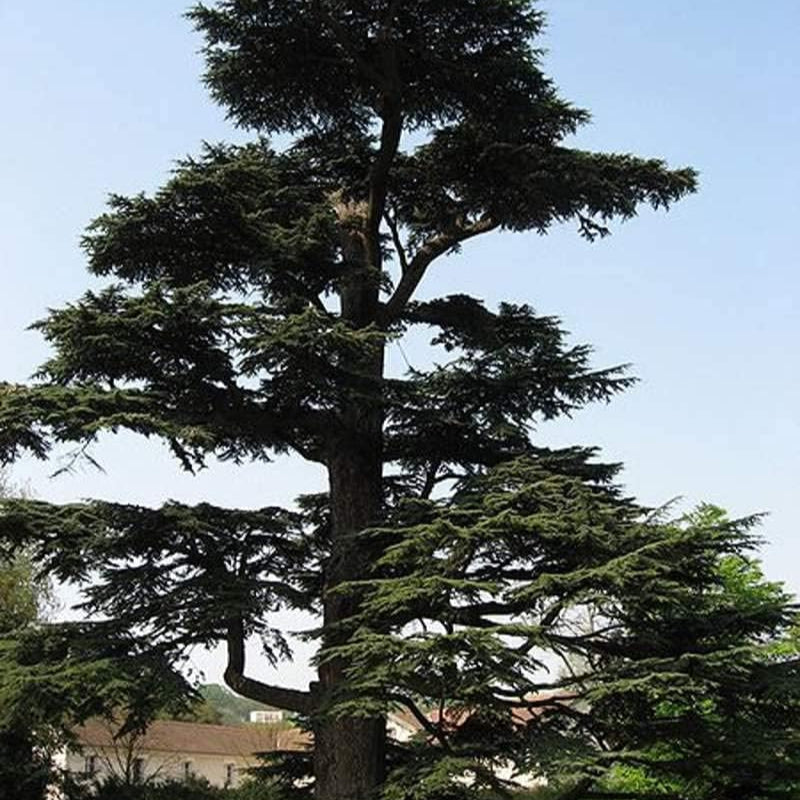 Cedrus libani (Lebanon Cedar) Seeds – Majestic Evergreen Tree – Up to 50%