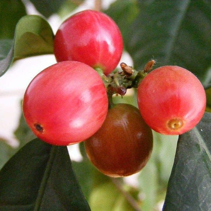 Robusta Coffee Plant Seeds Up to 50% Off