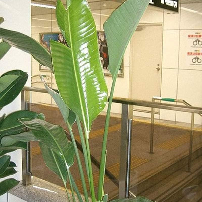 Strelitzia nicolai (Bird of Paradise Tree) Seeds – Tropical Ornamental Plant – Up to 50%
