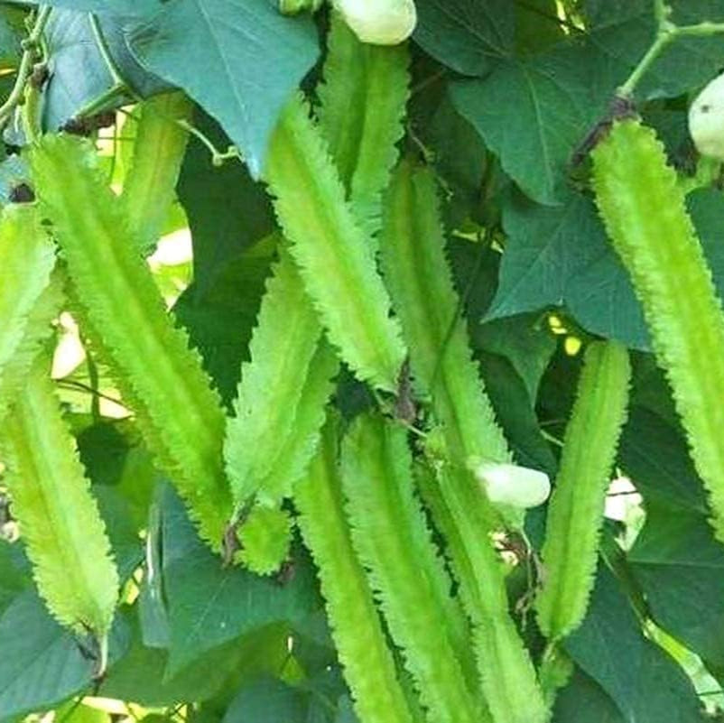 Green Winged Bean Seeds up to 50%