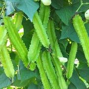 Green Winged Bean Seeds