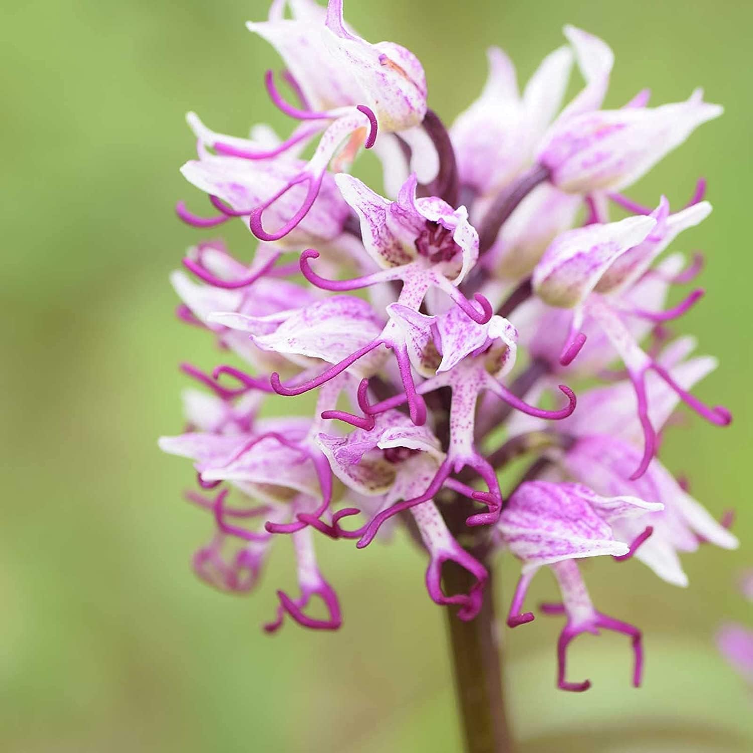 Monkey Orchid Flower Seeds prime day up to 50%