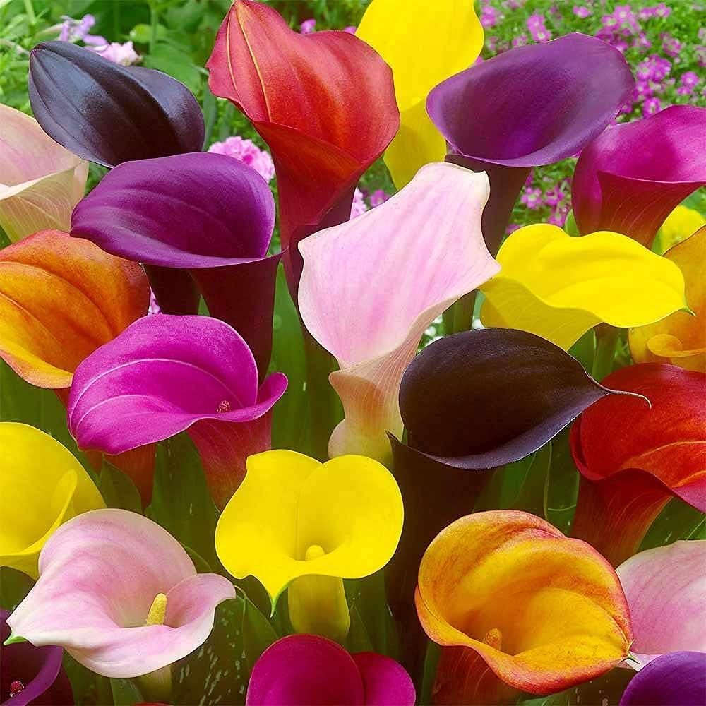 Mixed Calla Lily Seeds up to 50%