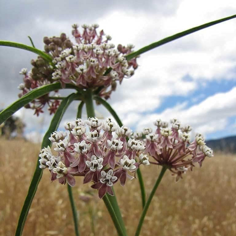 Asclepias fascicularis – Narrow Leaf Milkweed Seeds for Pollinator-Friendly Gardens Up to 50%