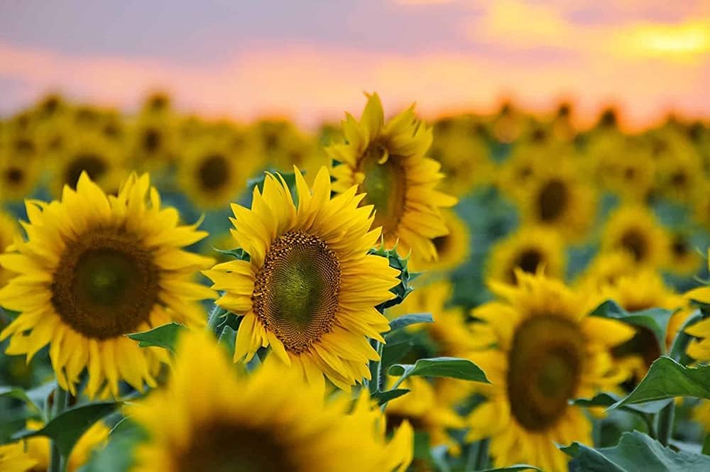 Sunflower Seeds for Planting ¨C Organic Heirloom Giant Variety¨C up to 50%