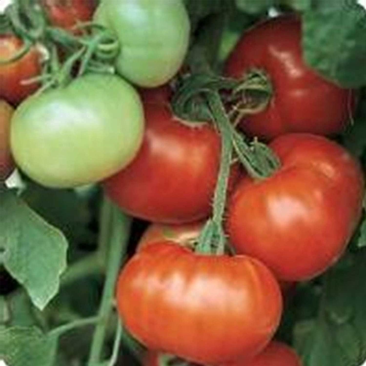 Super Fantastic Tomato Seeds Up to 50% Off