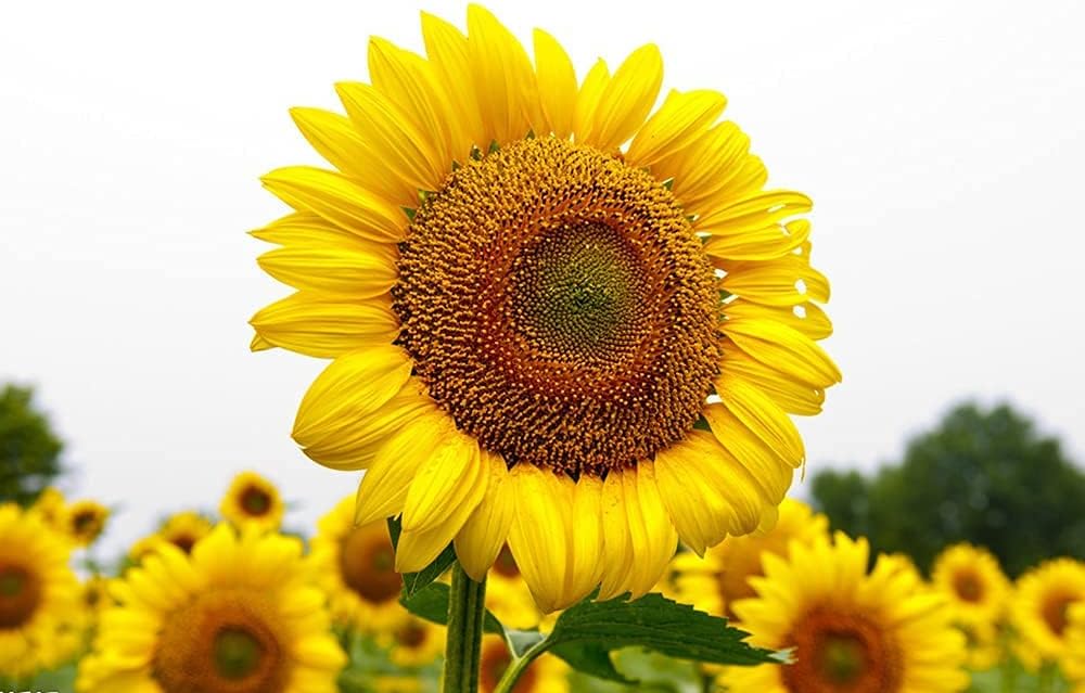Sunflower Seeds for Planting – Organic Heirloom Giant Variety– Up to 50%