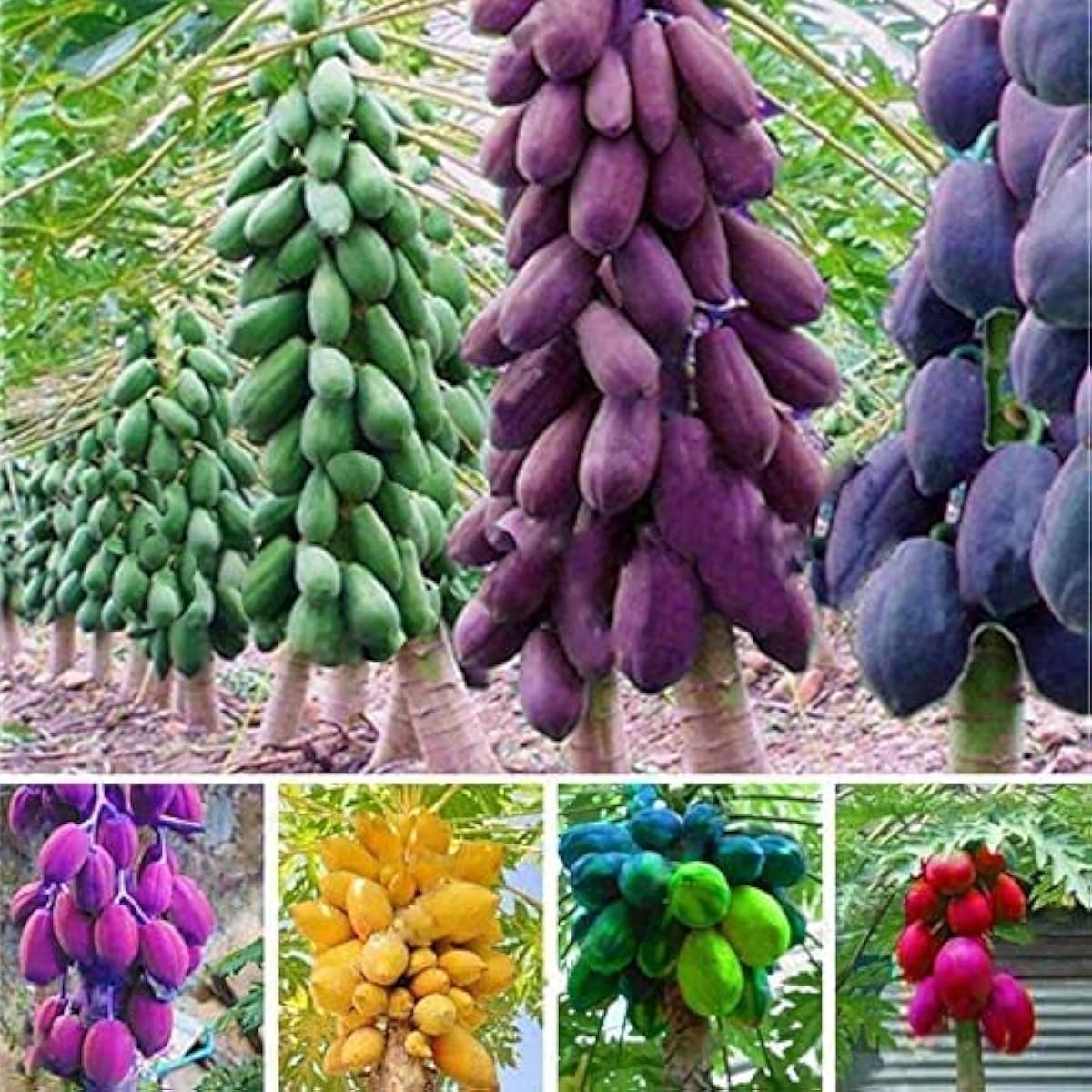 Papaya Fruit Seeds prime day up to 50%