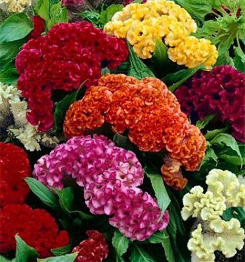 Celosia Crested Cockscomb Mix seeds Up to 50%