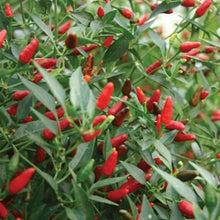 Thai Garden Bird Hot Pepper Seeds