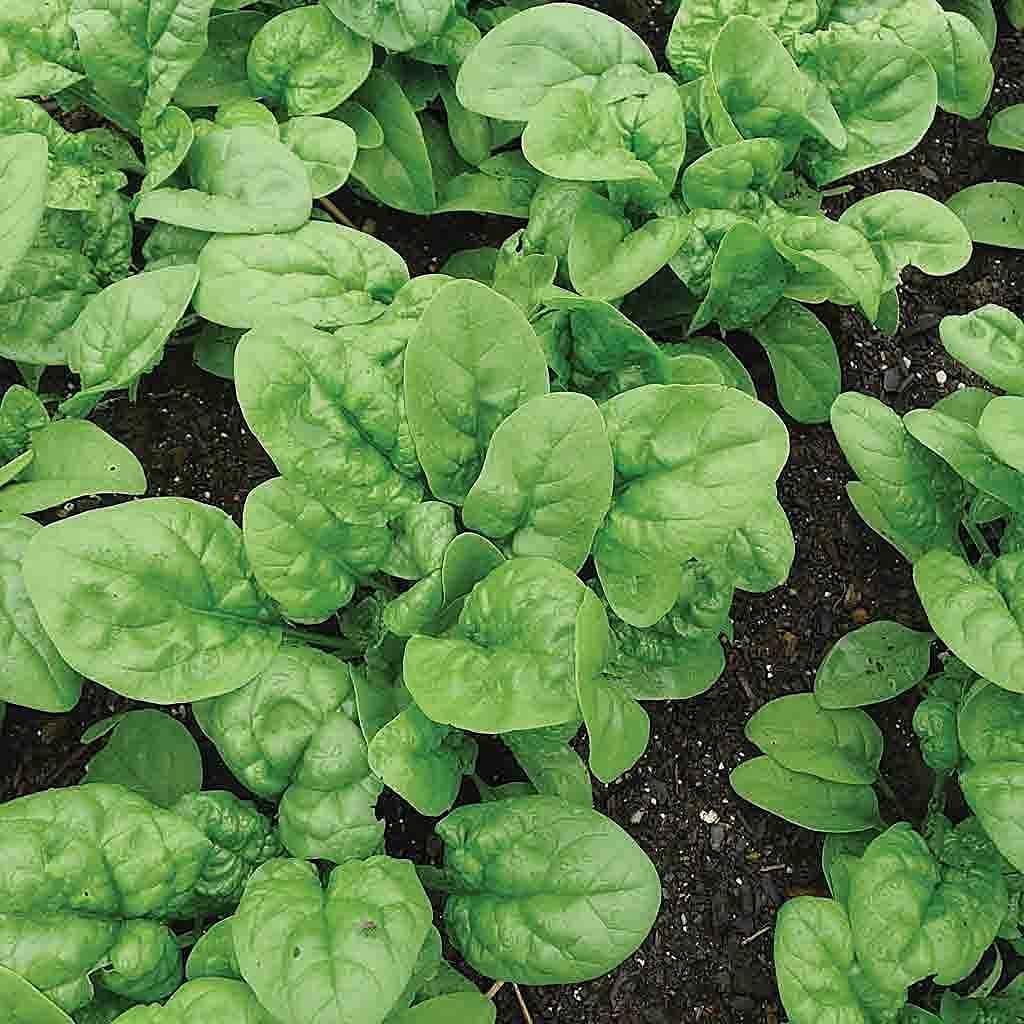 Heirloom Spinach Leaf Seeds Up to 50% Off