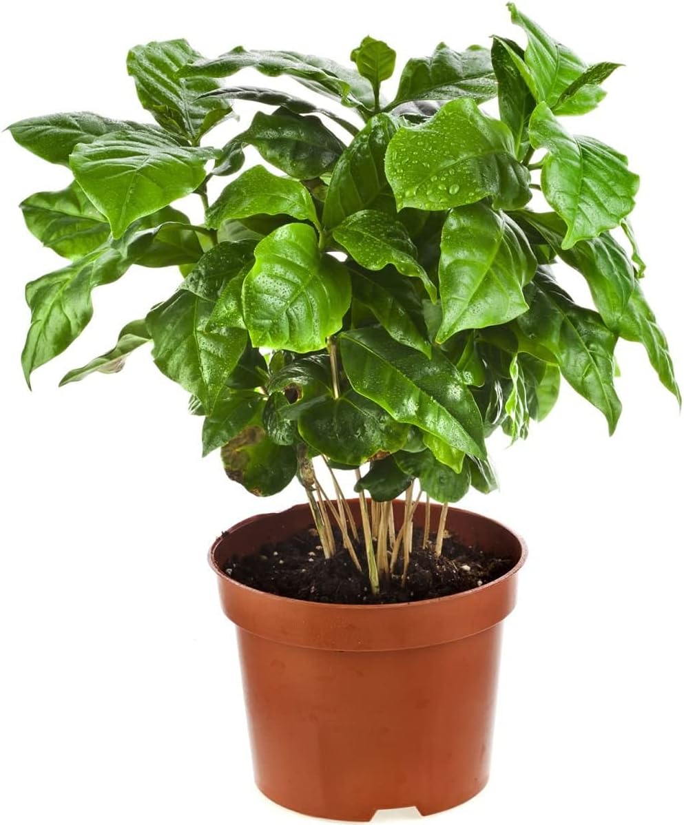 Arabian Coffee Tree Seeds up to 50%