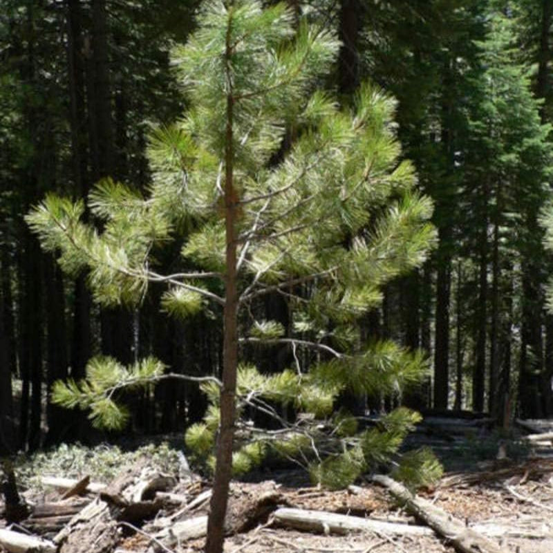 Pinus Ponderosa scopulorum seeds Up to 50%