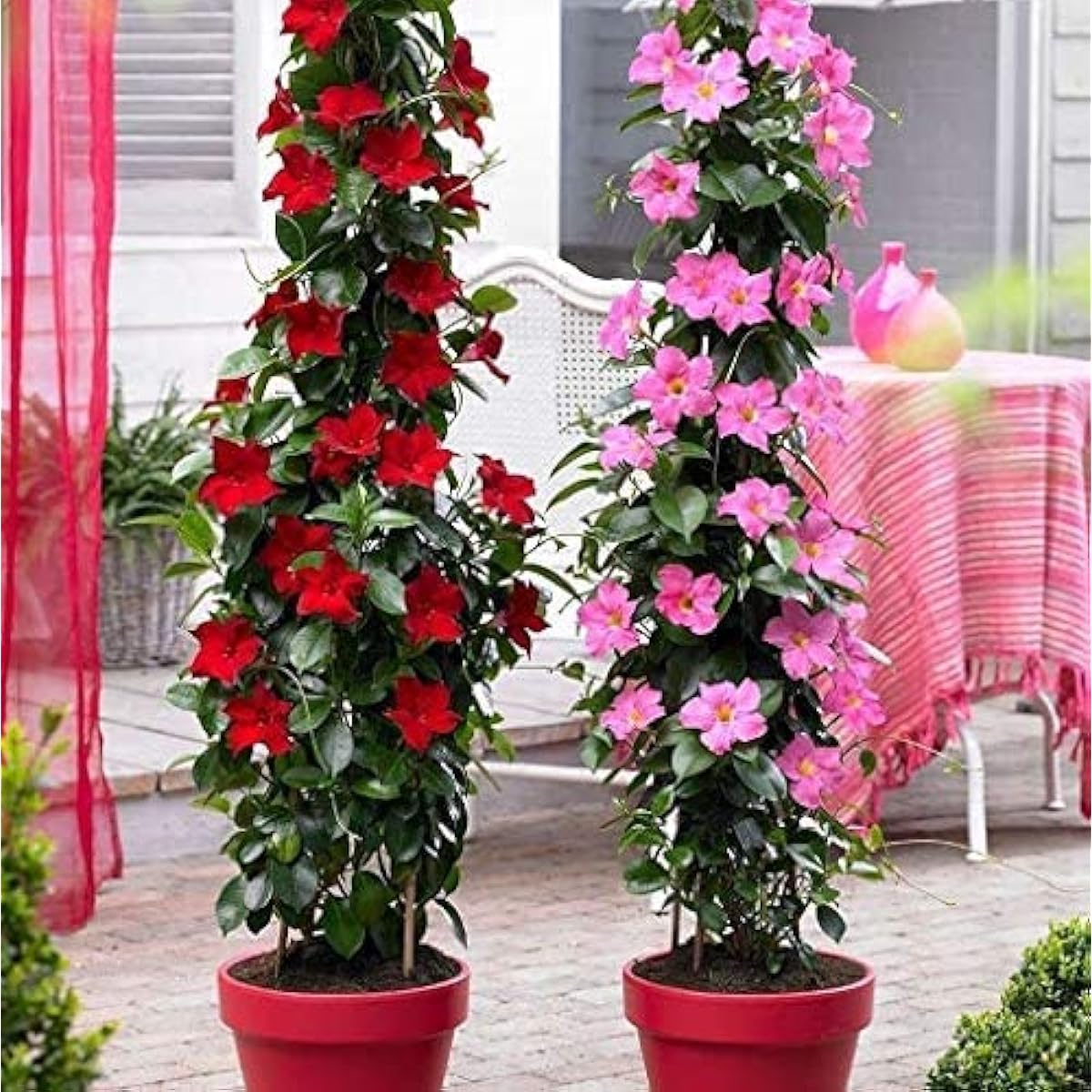 Mandevilla Sanderi Flower Seeds prime day up to 50%