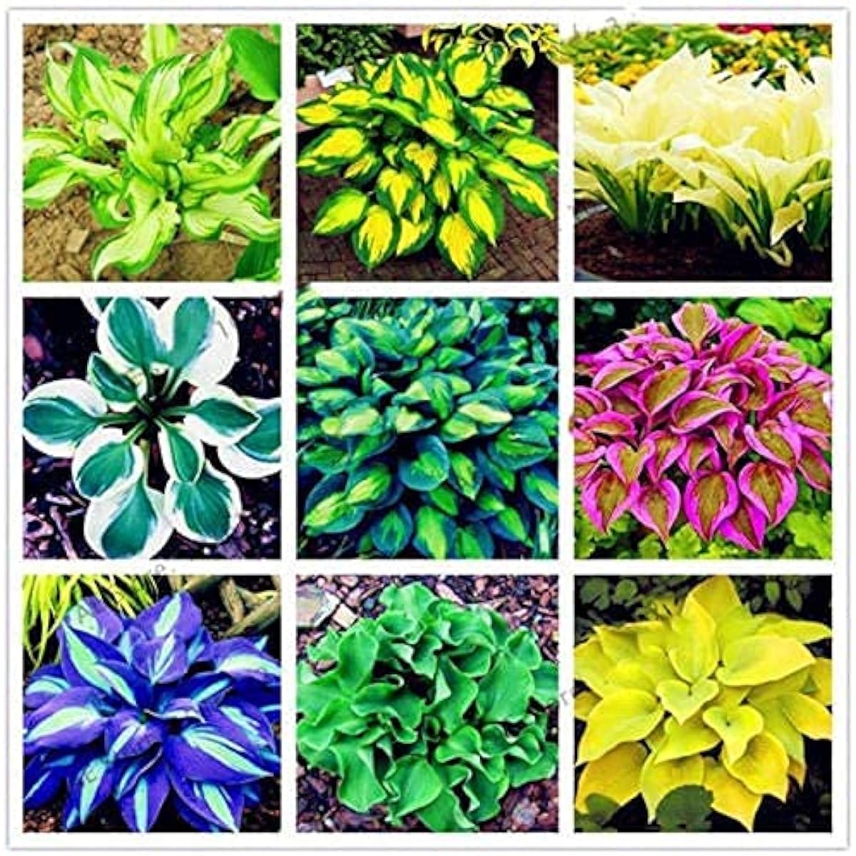Mixed Hosta Plant Seeds prime day up to 50%
