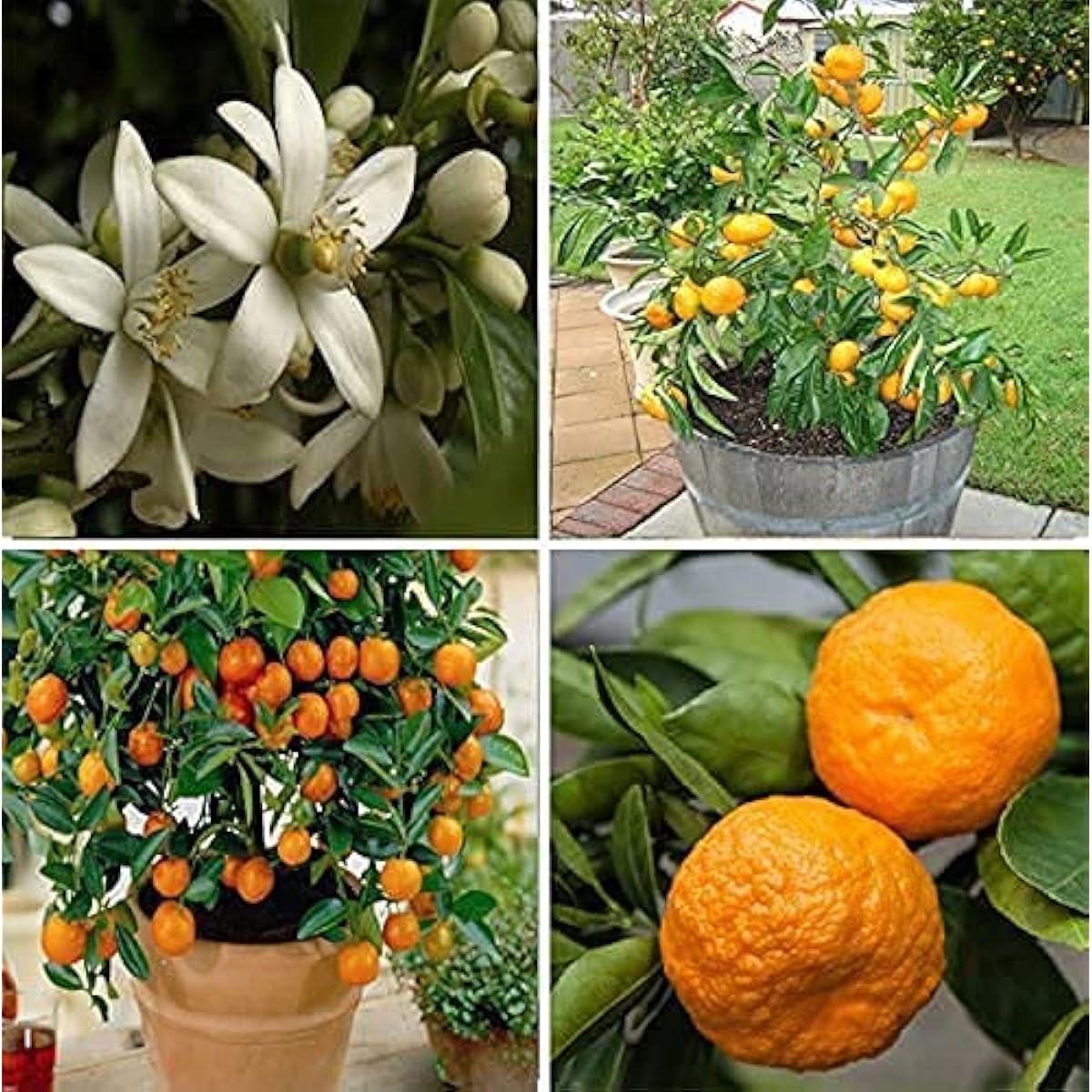Bonsai Orange Tree Seeds up to 50%